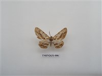 藏品(尺蛾153)的圖片